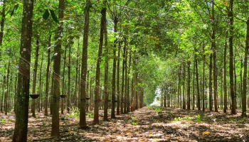 Τα Δάση είναι το Σπίτι μας