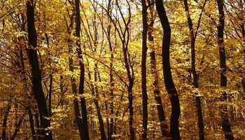 Η AlfaWood επενδύει στην αειφόρο ανάπτυξη και την κυκλική οικονομία