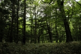 Η ALFA WOOD GROUP είναι υποψήφια για το βραβείο “Bravo Environment” 
