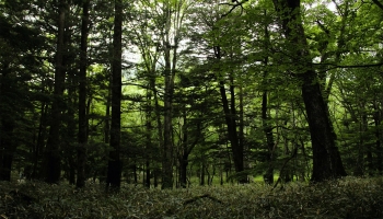 Η ALFA WOOD GROUP είναι υποψήφια για το βραβείο “Bravo Environment” 
